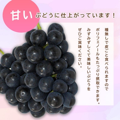信州須坂産ナガノパープル計約2kg(3～6房)