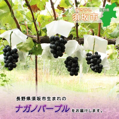 信州須坂産 ナガノパープル 約4kg(7～12房)