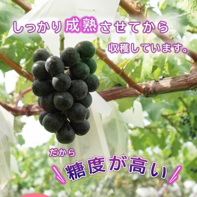 信州須坂産 ナガノパープル 約4kg(7～12房)