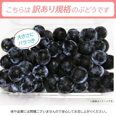 信州須坂産 訳ありナガノパープル 粒パック 合計約2.2kg(約1.1kg×2パック)