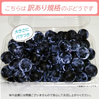 信州須坂産 訳あり 種無し巨峰 粒パック 合計約2.2kg