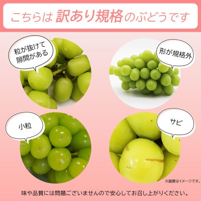 信州須坂産訳ありシャインマスカット 約4kg (約6～12房)