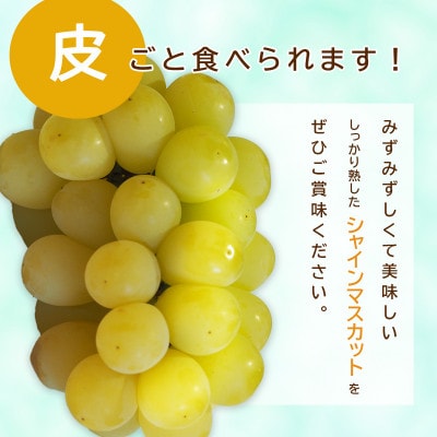 信州須坂産 数量限定 しっかり熟した 甘～いシャインマスカット 約2kg (約3～6房)