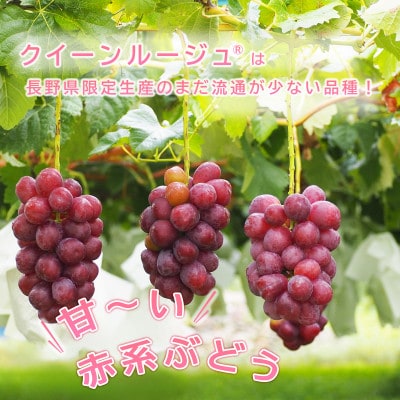 信州須坂産クイーンルージュ(R)、シャインマスカット詰め合わせ 合計約2kg (約3～6房)