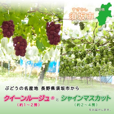 信州須坂産クイーンルージュ(R)、シャインマスカット詰め合わせ 合計約2kg (約3～6房)