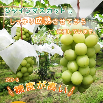 信州須坂産クイーンルージュ(R)、シャインマスカット詰め合わせ 合計約4kg (約6～12房)