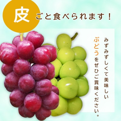 信州須坂産クイーンルージュ(R)、シャインマスカット詰め合わせ 合計約4kg (約6～12房)