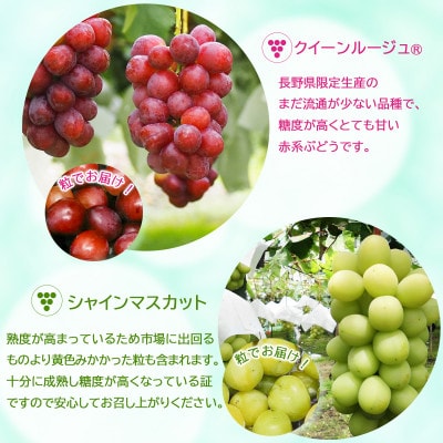 信州須坂産 訳あり クイーンルージュ(R)・シャインマスカット 粒パック約2.2kg(各1.1kg)