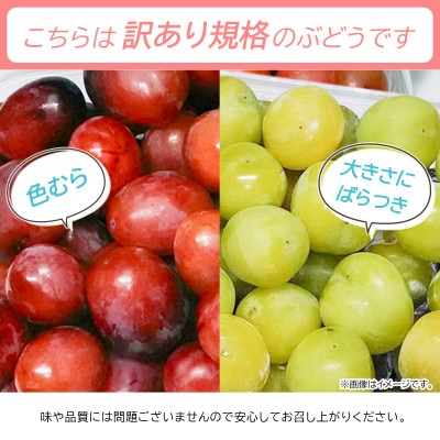 信州須坂産 訳あり クイーンルージュ(R)・シャインマスカット 粒パック約2.2kg(各1.1kg)