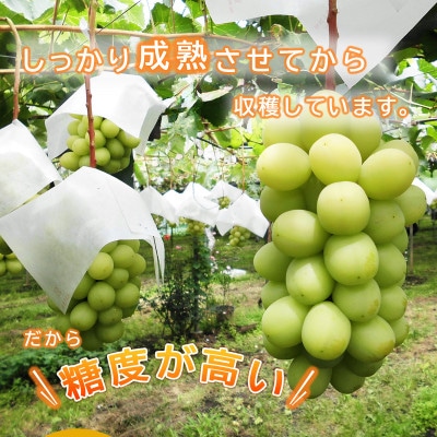 信州須坂産 訳あり クイーンルージュ(R)・シャインマスカット 粒パック約2.2kg(各1.1kg)