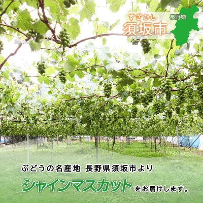 信州須坂産 シャインマスカット約2kg (約3～6房)