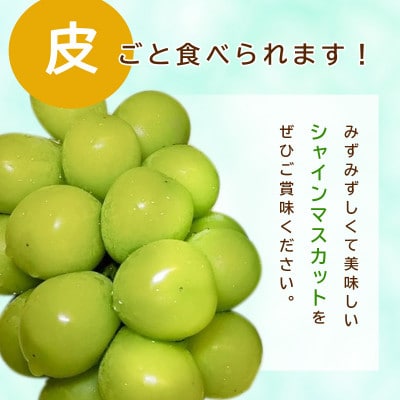 信州須坂産 シャインマスカット約2kg (約3～6房)
