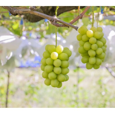 シャインマスカット約700g 長野県産【2026年発送】田子農園