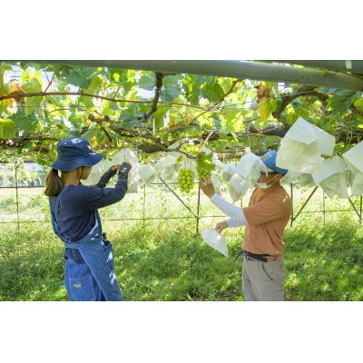 シャインマスカット約700g 長野県産【2026年発送】田子農園