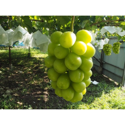 シャインマスカット 約1kg(1～2房) 長野県産【2026年発送】田子農園