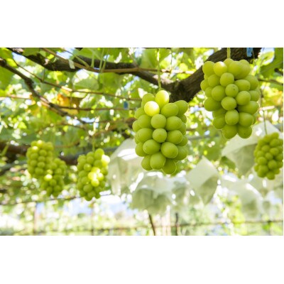 シャインマスカット 約1kg(1～2房) 長野県産【2026年発送】田子農園