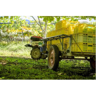 シャインマスカット 約1kg(1～2房) 長野県産【2026年発送】田子農園