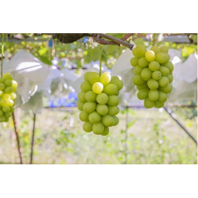 シャインマスカット 約1.5kg(2～3房) 長野県産【2026年発送】田子農園
