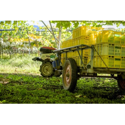 シャインマスカット 約3kg(4～6房) 長野県産【2026年発送】田子農園