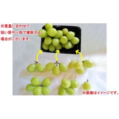 大粒シャインマスカット約800g パック詰め(約400g×2パック)長野県産【2026年発送】