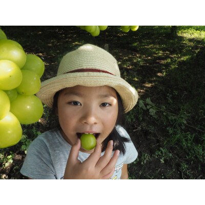 大粒シャインマスカット約800g パック詰め(約400g×2パック)長野県産【2026年発送】