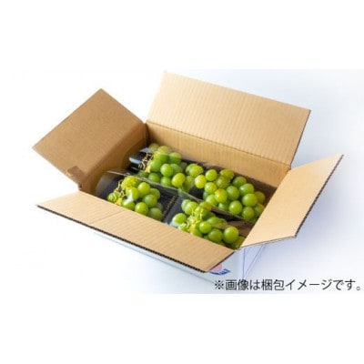 大粒シャインマスカット約1.6kg パック詰め(約400g×4パック)長野県産【2026年発送】