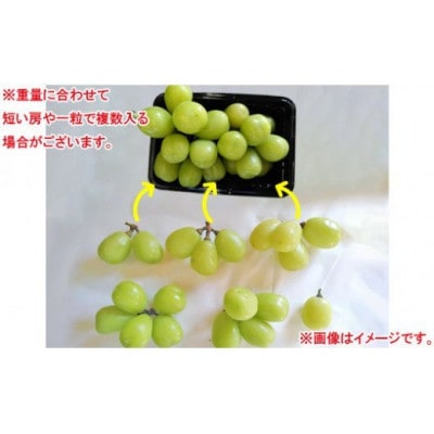 大粒シャインマスカット約1.6kg パック詰め(約400g×4パック)長野県産【2026年発送】