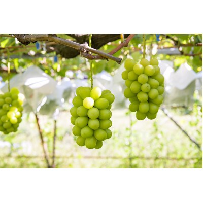 ご褒美シャインマスカット　約800g×2房　長野県産【2026年発送】田子農園