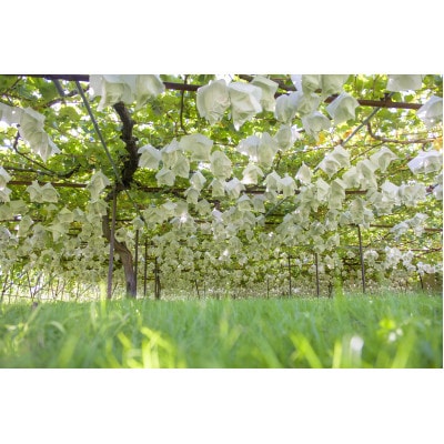 ご褒美シャインマスカット　約800g×2房　長野県産【2026年発送】田子農園