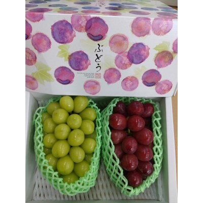クイーンルージュ&シャインマスカット約1.3kg 長野県産【2026年発送】田子農園