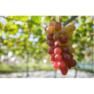 クイーンルージュ&シャインマスカット約1.3kg 長野県産【2026年発送】田子農園