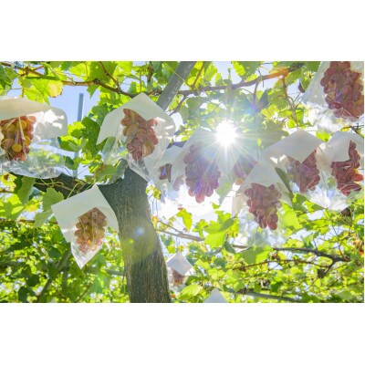 クイーンルージュ&シャインマスカット約1.3kg 長野県産【2026年発送】田子農園