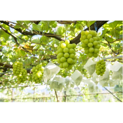 クイーンルージュ&シャインマスカット約1.3kg 長野県産【2026年発送】田子農園