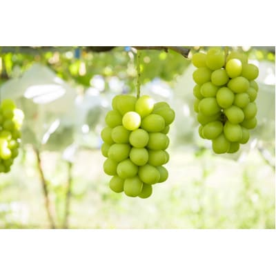 シャインマスカット 約2kg(3～4房) 長野県産【2026年発送】田子農園