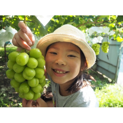 シャインマスカット 約2kg(3～4房) 長野県産【2026年発送】田子農園