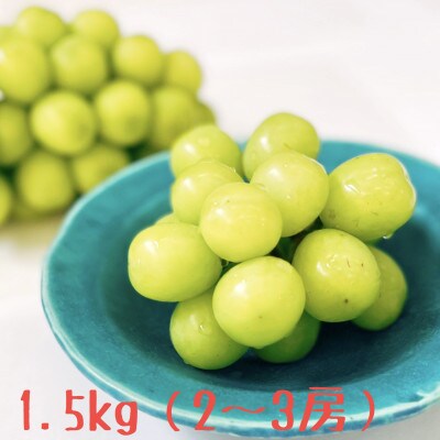 冬のシャインマスカット約1.5kg(2～3房) 長野県産 ※2026年11月上旬～12月下旬発送