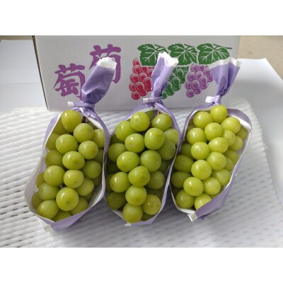 冬のシャインマスカット約1.5kg(2～3房) 長野県産 ※2026年11月上旬～12月下旬発送