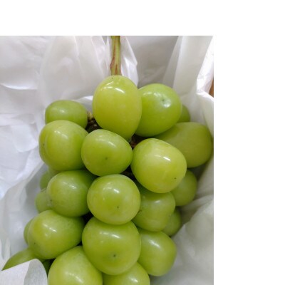 冬のシャインマスカット約2kg(3～4房) 長野県産 ※2026年11月上旬～12月下旬発送