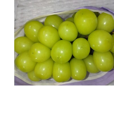 冬のシャインマスカット約3kg(4～6房) 長野県産 ※2026年11月上旬～12月下旬発送