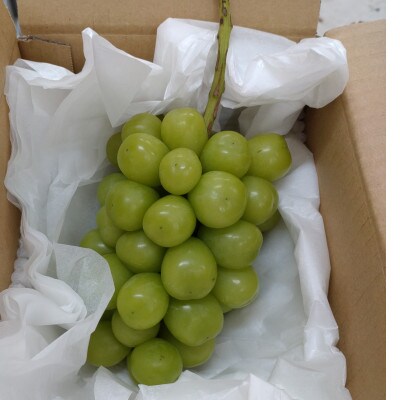 冬のシャインマスカット約700g 長野県産 ※2026年11月上旬～12月下旬発送