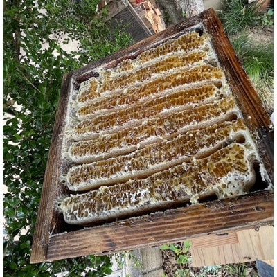 日本ミツバチ百花はちみつ(小)|subako|長野県産|非加熱|無添加|