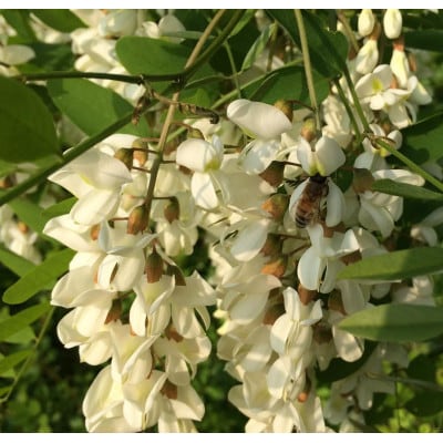 アカシアはちみつ(小)185g+日本ミツバチ百花はちみつ(小)177g　2本組合せ