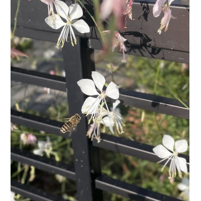 アカシアはちみつ(小)185g+日本ミツバチ百花はちみつ(小)177g　2本組合せ