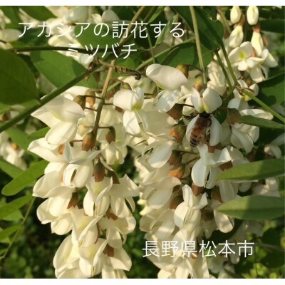アカシアはちみつ(大)1183g×2本組|subako|長野県産|非加熱|無添加|