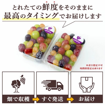 【2026年発送 先行受付】種なしぶどう 5品種詰め合わせ 1kg