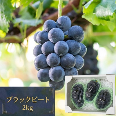 【2026年発送 先行受付】ブラックビート 約2kg 3～5房 希少品種 種なし大粒ぶどう