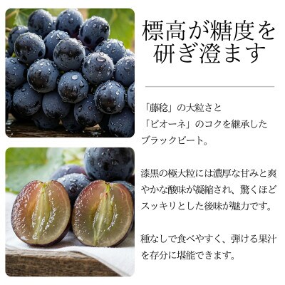 【2026年発送 先行受付】ブラックビート 約2kg 3～5房 希少品種 種なし大粒ぶどう