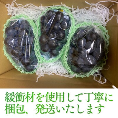 【2026年発送 先行受付】ブラックビート 約2kg 3～5房 希少品種 種なし大粒ぶどう