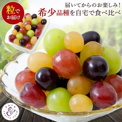 【2026年発送】種なしぶどう 5品種詰め合わせ 500g