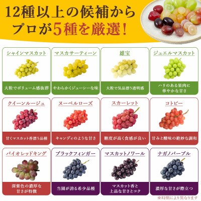 【2026年発送】種なしぶどう 5品種詰め合わせ 500g